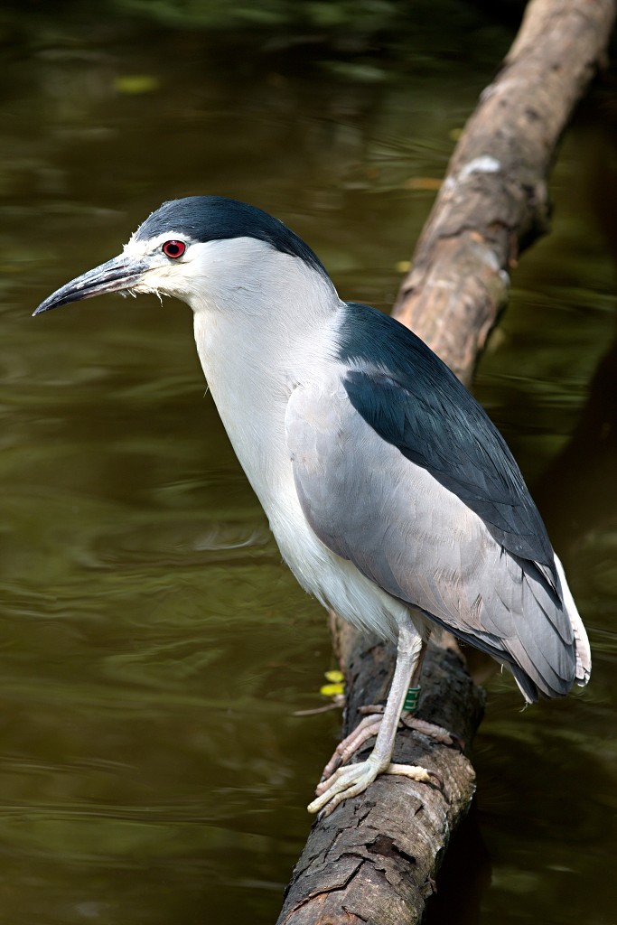 vogels vogel hdr fauna natuur aves zang vliegen vrij